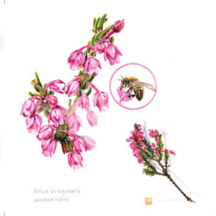 Gaansbaai Heath - Art Greeting Card