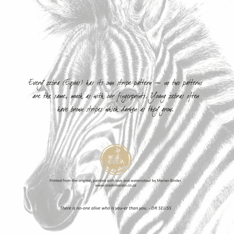 Zebra Foal - Art Greeting Card