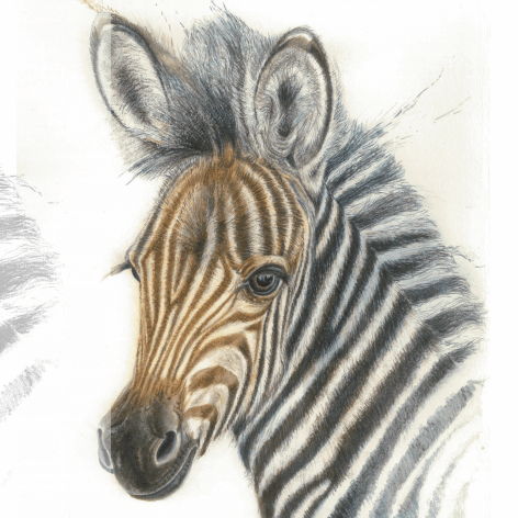 Zebra Foal - Art Greeting Card