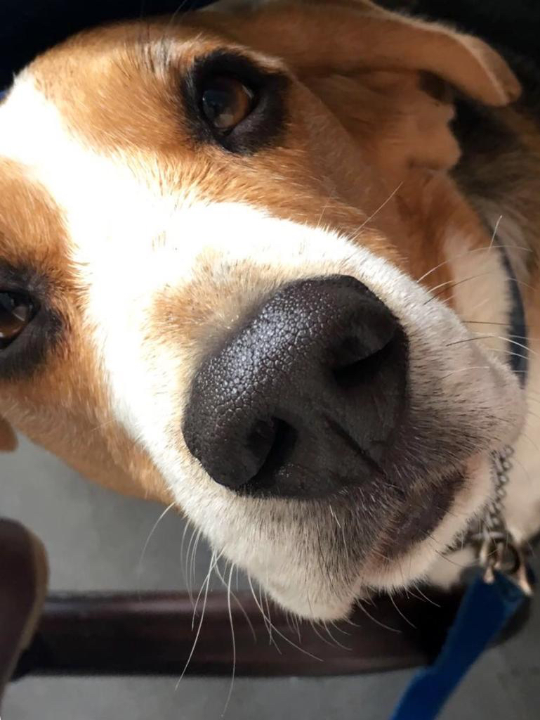 MadeMarian DogBlog - Beagle Dog - Nose on four legs
