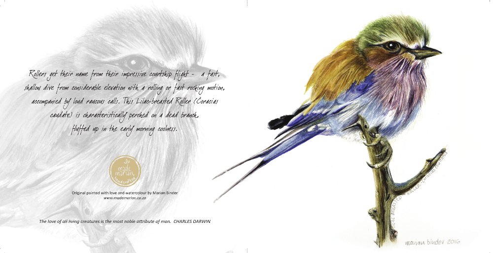 lilac-breasted-roller-card-made-marian