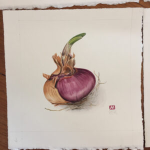 red onion watercolour painting made marian