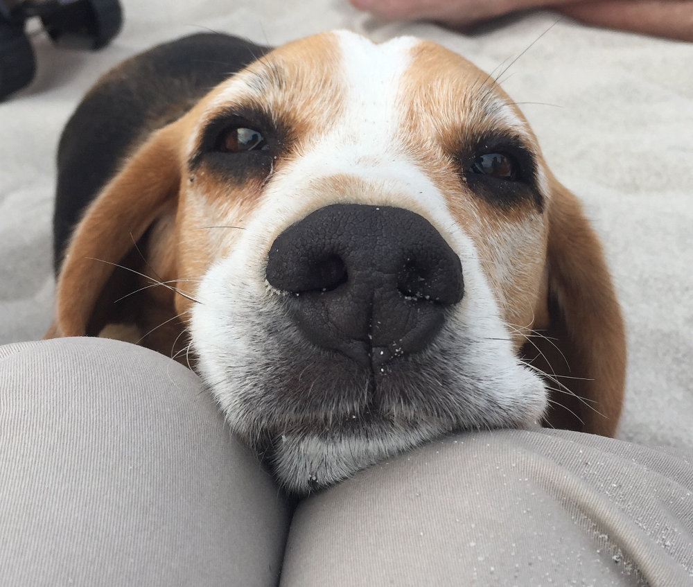 soppy bax Made marian a dog's eye view
