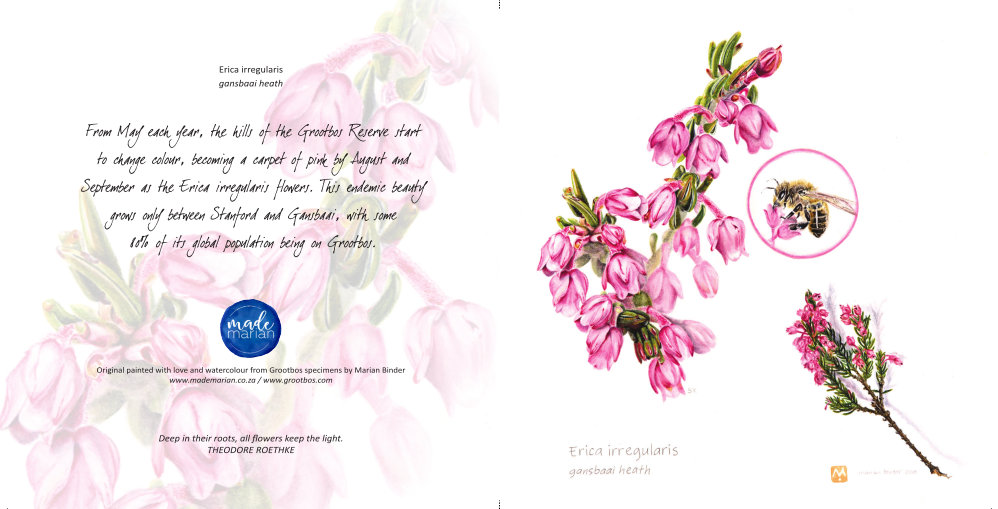 gansbaai heath MadeMarian WatercolourCard