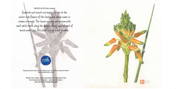 Aloe cooperi Grass Aloe 125mm square art cards mademarian watercolours order online-min
