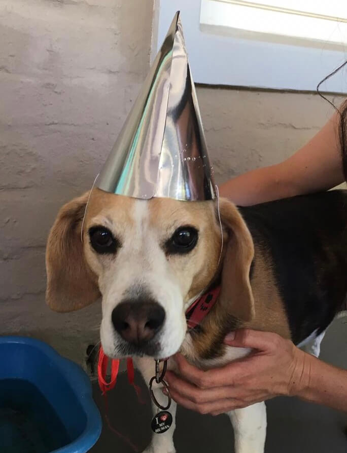 we are not amused DogBlog(1)